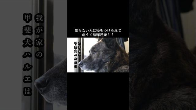 知らない人が後をついてくる！危うく喧嘩勃発！！　#甲斐犬 #youtubeshorts #犬のいる生活