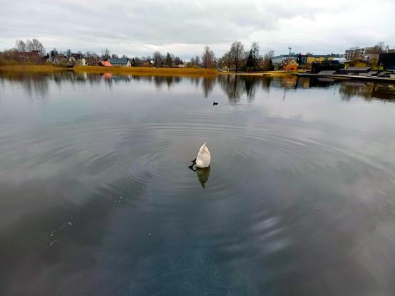 A swan, rear end sticking in the air, black legs dangling down and head deep underwater. It's in a calm lake, making a small ripple around it. A black bird with white beak and forehead looks on from the distance. On the far shore some trees and buildings and a grey sky above.