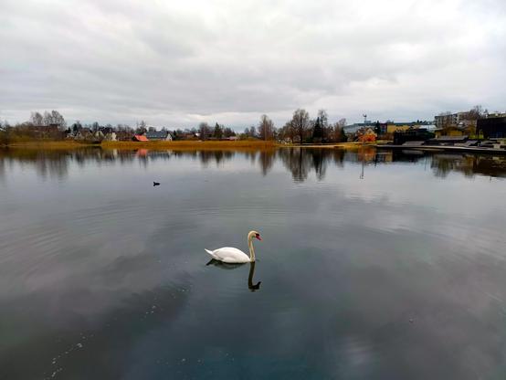 Same scene, but the swan has resurfaced, floating gracefully on the lake, head up in the air, done chewing. The coot has moved on, not wanting to be caught gawking.