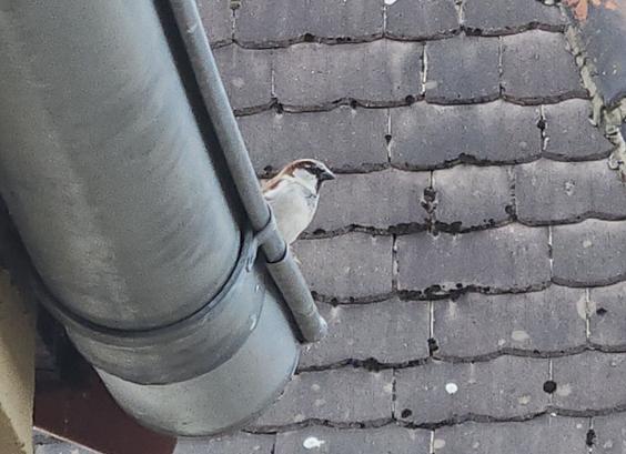 A very "grey" photo. Visible is the corner of a grey roof gutter at the edge of my roof. The male sparrow with his light grey chest and neck, black eyes and beak sits on the edge of it eyeing me. Barely visible is the brown at the back his his head and his back. The background is filled completely with the dark grey roof tiles of the neighbour house.