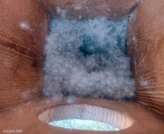 The Goldeneye nest in the birdbox, that is on the wall of the house. 
Four eggs & down.