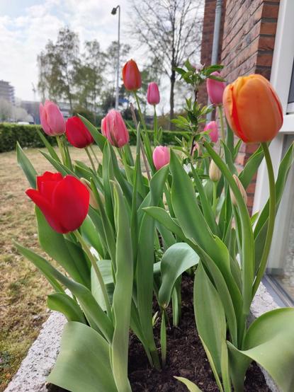 Close up of around 20 tulips in a planter. The tulips are a mixture of pink, red and orange. In the middle is a little apple tree with pink blossoms.