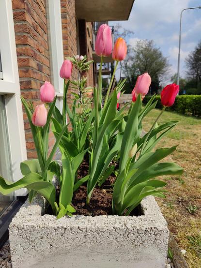 As seen from a different angle and with more sun, the same 20 tulips in a planter. The tulips are a mixture of pink, red and orange. In the middle is a little apple tree with pink blossoms.