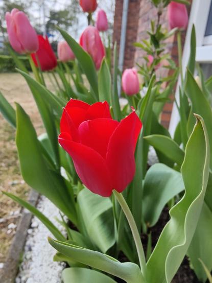 Macro shot of a red tulip showing how vibrant the colour is.