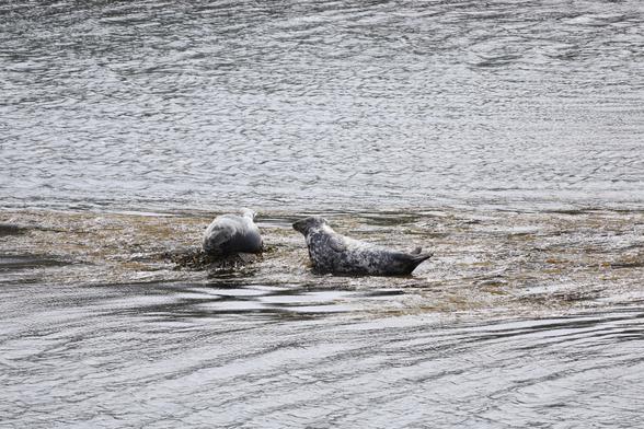 Zwei Robben auf einem Tangfeld im Meer