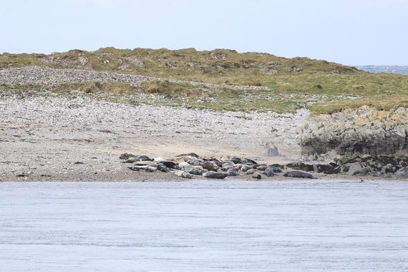 Eine Robbenkolonie am Strand, etwa 20 Tiere, dahinter ein grüner Hügel