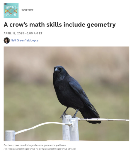 Picture of a crow, sitting on a post. Headline from NPR: A crow's math skills include geometry
