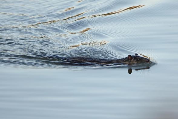 Rat-like mammal with rounded ears swimming with ripples behind