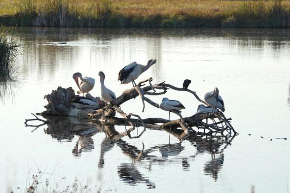Fallen tree in water with seven pelicans perched on it preening or resting.