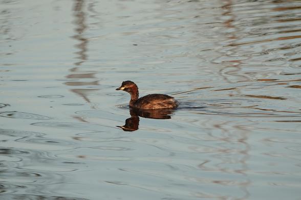 Small swimming water bird with reddish cheeks and a yellow patch on its bill.