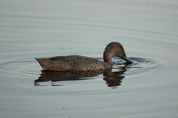 Greyish-brown duck evenly speckled with cream and with a long bill
