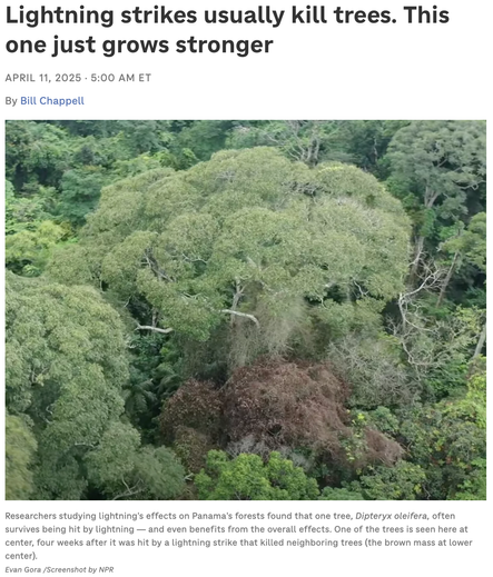 Picture of tree in Panamanian rain forest. Title of NPR article: Lightning strikes usually kill trees. This one just grows stronger