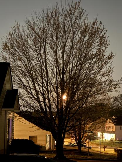 The image shows a large tree with bare branches, likely in the evening or early night. Behind the tree, there's a bright light, possibly from a streetlamp or the moon. The scene includes residential houses and a lit street with a few cars parked. The overall atmosphere is calm and suburban.