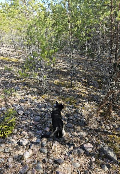 Alea the Black Cat on the stony esker side, hardly visible in the blotchy shadows from the surrounding pines.