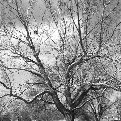 A squirrels nest perched in a tall branch highlighted by sun