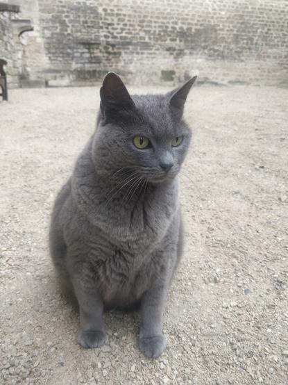Photo d'un chat tout gris aux yeux jaunes sur des graviers avec un mur en pierre derrière.