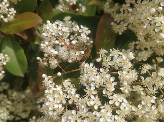 Photo d'une abeille en train de butiner dans de petites fleurs blanches.