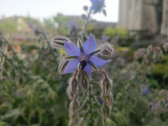 Photo d'une fleur de bourrache bleue et violette, derrière il y'a d'autres plantes.