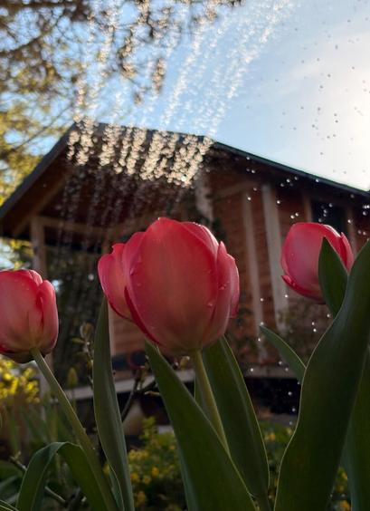 Tulpen im Gegenlicht, im Hintergrund die Wassertropfen eines Rasensprenklers. Die Kamera muss mitten im Beet gestanden haben für die Perspektive