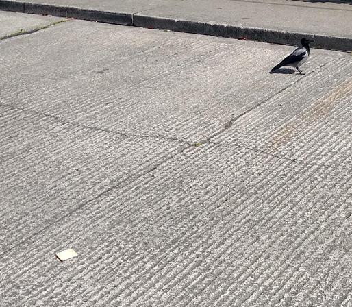 a crow lands on the road about 3 metres away from a dropped cracker.