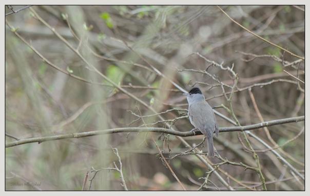 Ein Vogel sitzt auf einem Ast inmitten von unscharfem, spärlichem Laub. Der Vogel hat einen grauen Körper und einen ausgeprägten schwarzen Scheitel.

A bird perched on a branch among blurred, sparse foliage. The bird has a gray body and a distinct black crown.