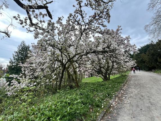 Zwei riesige Magnolien im Rietberg-Park, in voller Blüte