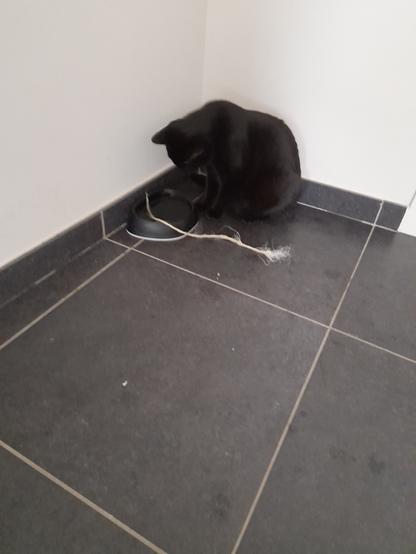 A black cat sitting next to a black drinking bowl, intensely staring at a piece of string lying in the bowl