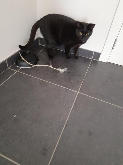 A black cat standing behind a black drinking bowl with the end of a piece of string laying in the drinking bowl.