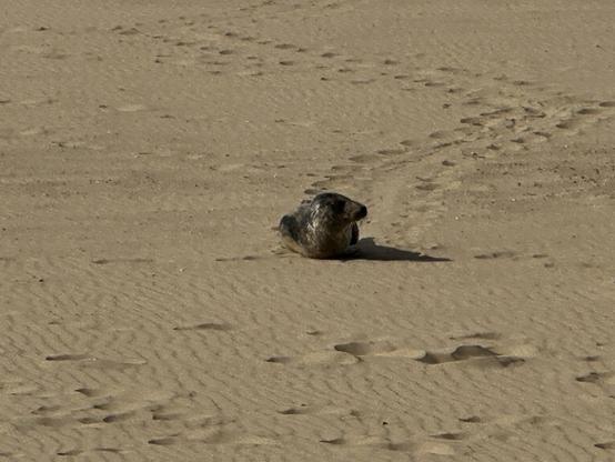 Zeehond op strand