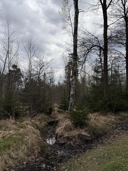 Waldort mit Birke, Eiche, Tanne und Wassergraben mit etwas Wasser