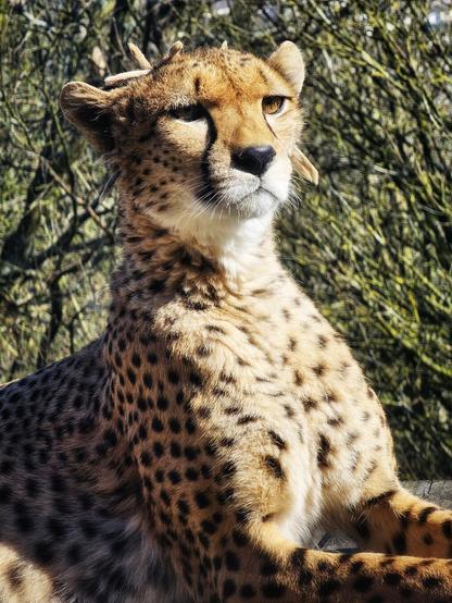 A close-up shot of a cheetah resting, its spotted fur clearly visible, with its head turned slightly to the right, showing its focused amber eye. The background is of softly blurred greenery with hints of sunlight.