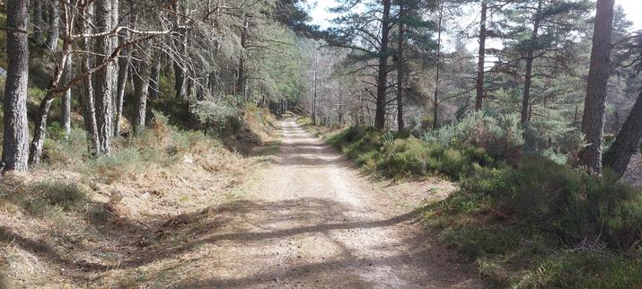 A pale, dusty vehicle track runs through an old pine forest, disappearing into the trees in the middle distance. Sun filters through the trees and casts their shadows on the track.