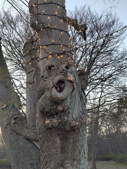 a tree that looks like there Deku tree with holes as 2 eyes and a mouth...