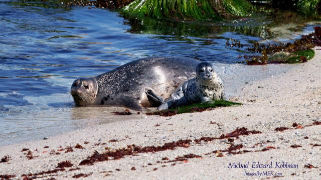 A Harbor Seal Gal and her Pup at the Hopkins Beach Rookery in Pacific Grove CA, posing for the camera.

April 5th, 2025.