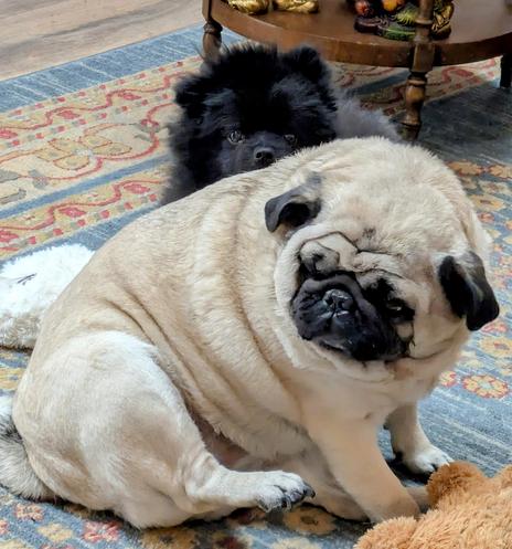 A photo of our black Pomeranian, Larry, sitting behind and peeking over the back of our fawn-colored Pug, Tilly, on a predominantly blue Oriental rug.