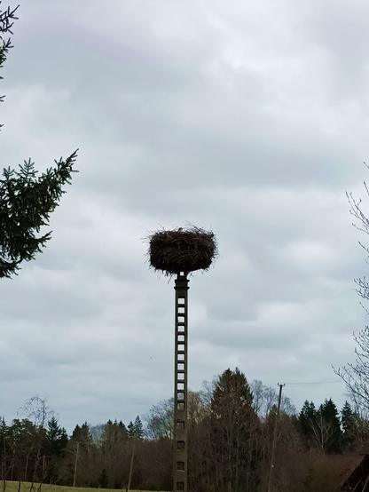 A stork nest on a tall pole. The head of a stork is peering over the edge. The sky is grey blotches.