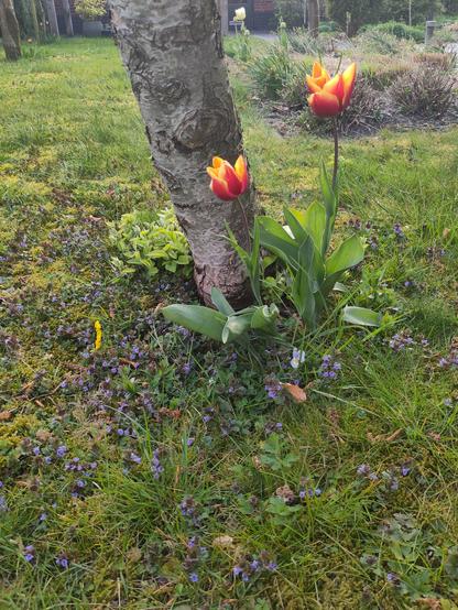 Een rood-gele tulp. Aan de fout van een perenboom, met daaronder een groen veld met mos, gras en paarse bloemetjes.