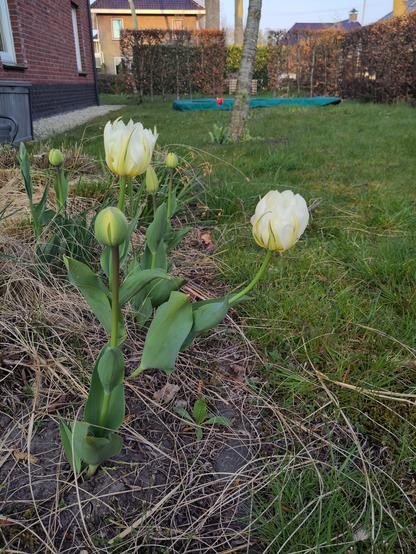 Een aantal witte tulpen