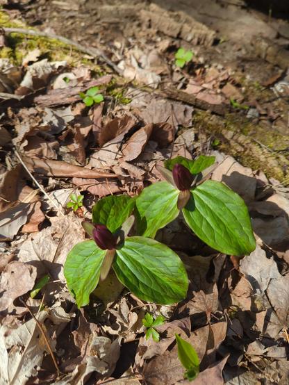 Trillium plants (three green leaves and a narrow wine-colored flower) popping up among the brown leaf cover.