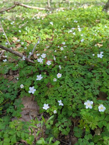 A carpet of white flowers: false rue anemone with bright green foliage.