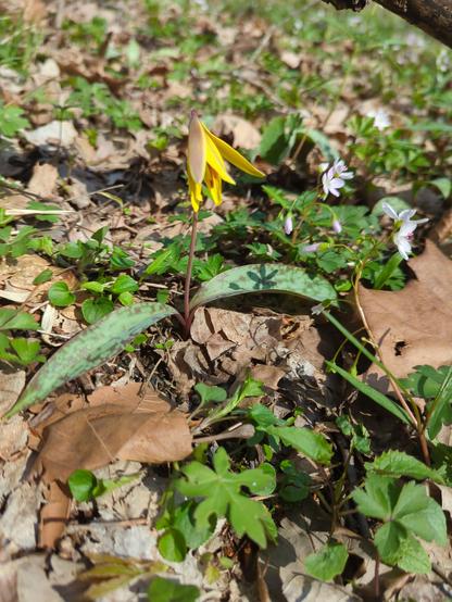 Yellow trout lily with foliage and some white violets in the background.