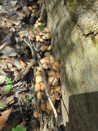clusters of brown ink cap mushrooms under a rotting, fallen log.