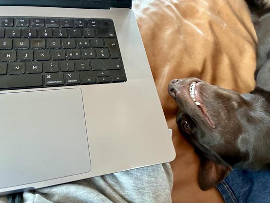 A laptop keyboard and touchpad are visible alongside a dog's head resting on a brown blanket. The dog appears relaxed, with a playful expression.