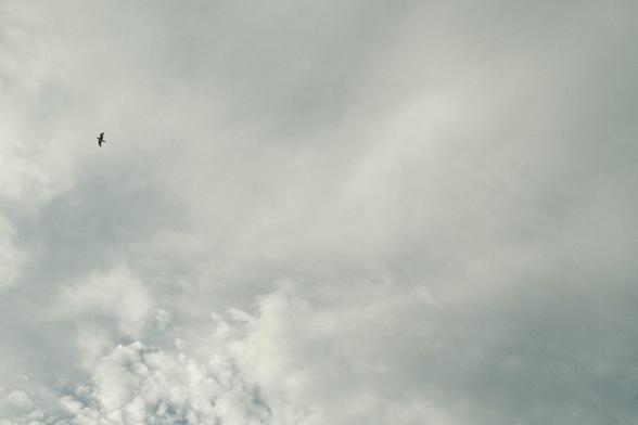 A lone bird flying under the clouds