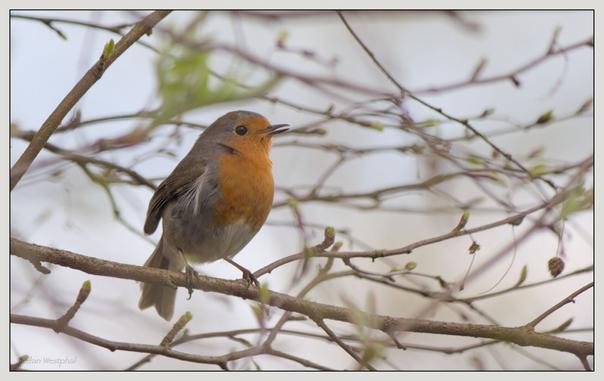 Ein kleiner Vogel mit leuchtend orangefarbener Brust und graubraunem Gefieder sitzt auf einem Ast. Die umliegenden Zweige mit knospenden Blättern bilden einen weichen Hintergrund.

A small bird perched on a branch, featuring a vibrant orange breast and grayish-brown feathers. Surrounding branches with budding leaves create a soft background.