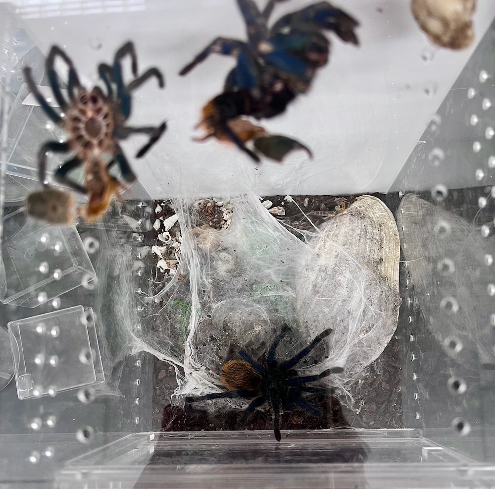 Tarantula living in a studio apartment.