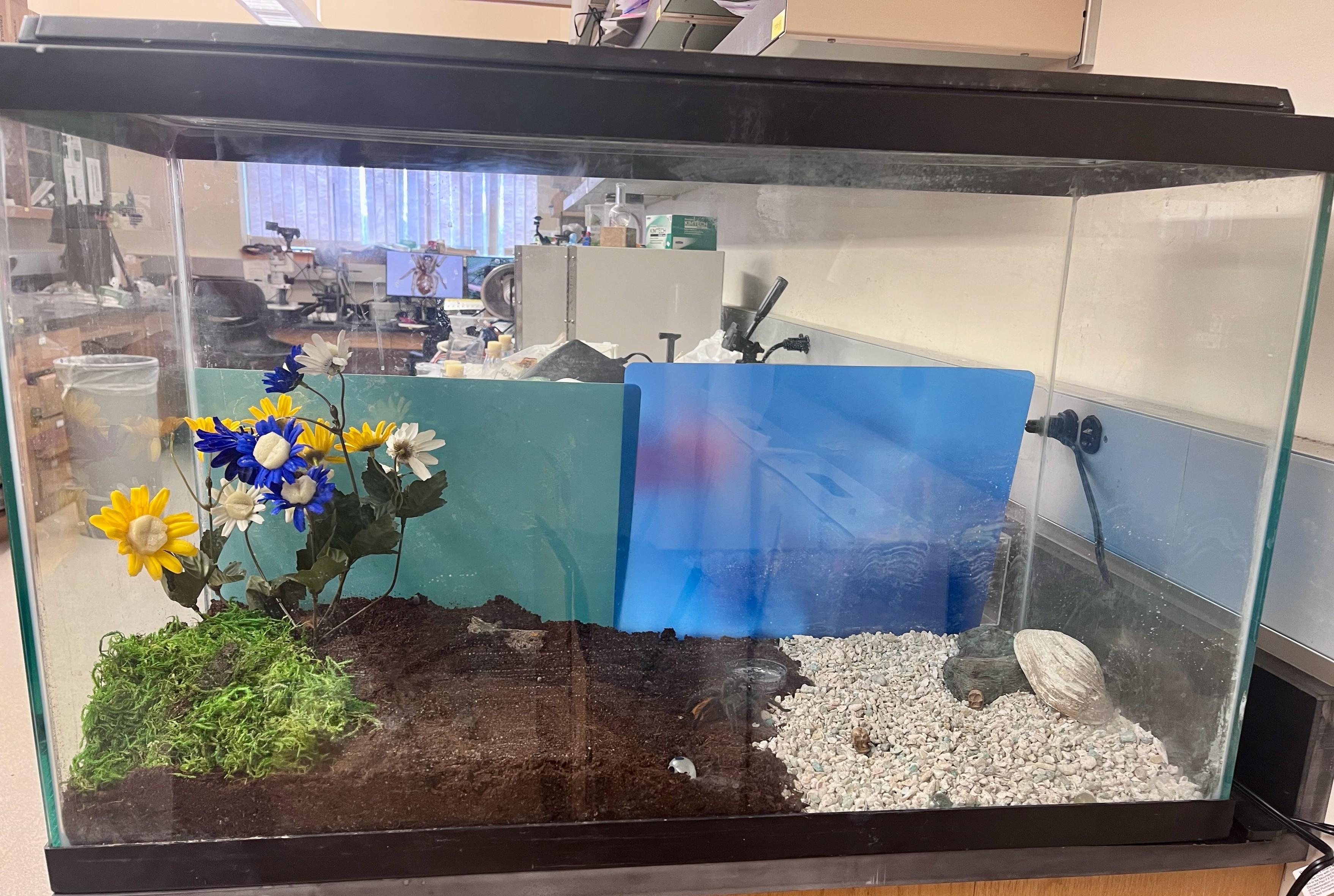 Oooh, roomy aquarium for a tarantula!
