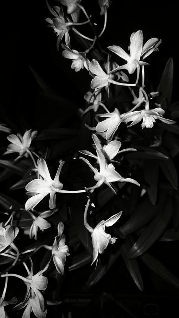 Black and white flash pictureof a dozen orchid flowers forming a curve in the dark./

Photo en noir et blanc au flash d'une dizaine de fleurs d'orchidée formant une courbe dans la pénombre.