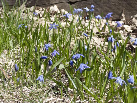 Blue Scilla flowers sprouting and blooming among dead grass and leaves.