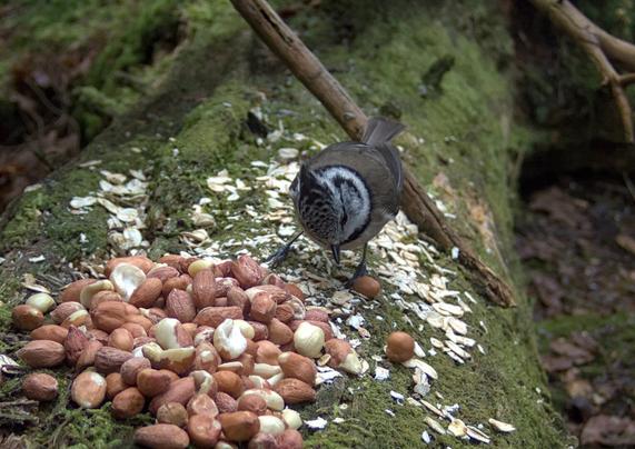 Small brown bird with a crested black and white-striped head, the bird is looking at some peanuts and oat flakes laid out at a bird feeding area